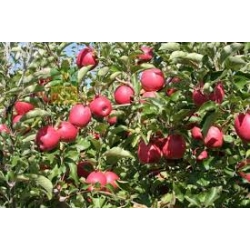 Fuji Zhen Aztec Elma